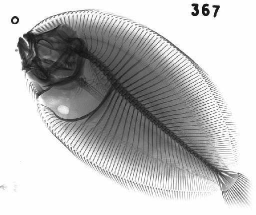 Bothus maculiferus (Poey, 1860) - BMNH 1931.12.5.367 Bothus maculiferus