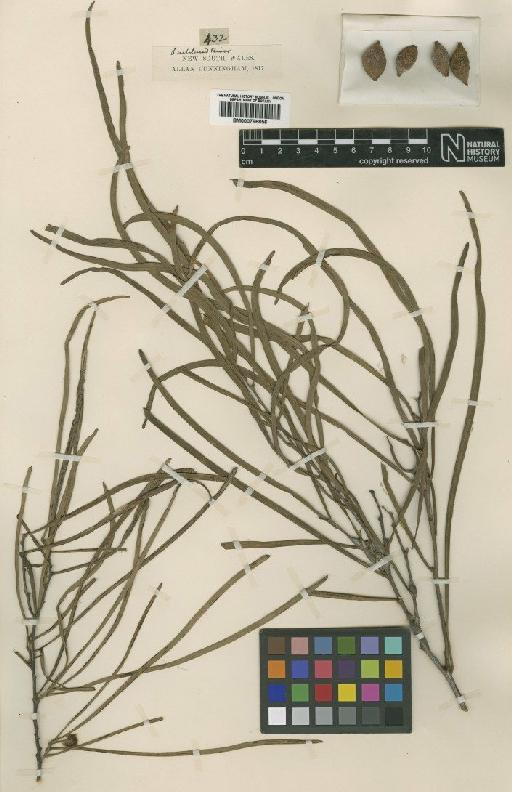 Acacia stenophylla A.Cunn. ex Benth. - BM000796856