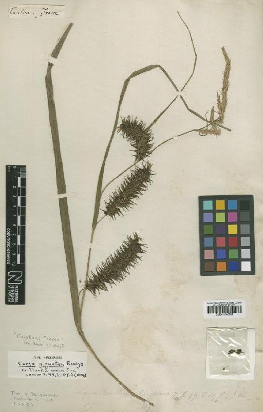 Carex gigantea Rudge - BM001042056