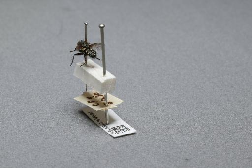 Sarcophaga (Myorhina) nigriventris Meigen, 1826 - 015091910_additional_2