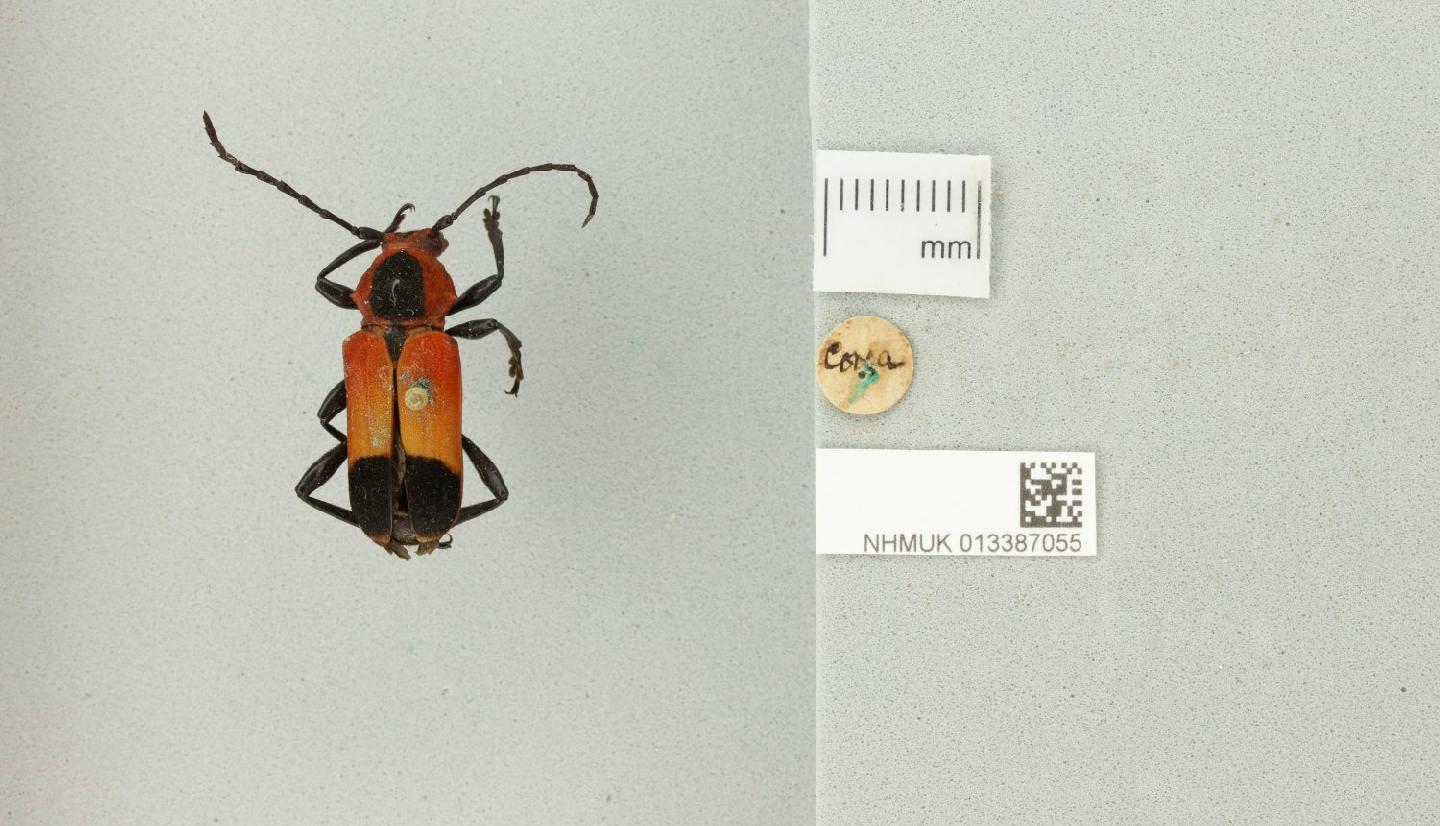 Euryphagus maxillosus