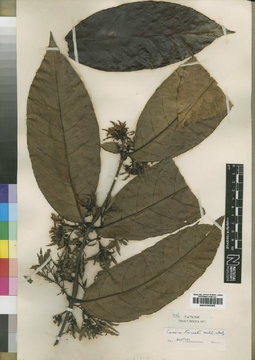 Cuviera truncata Hutch. & Dalziel - BM000903509