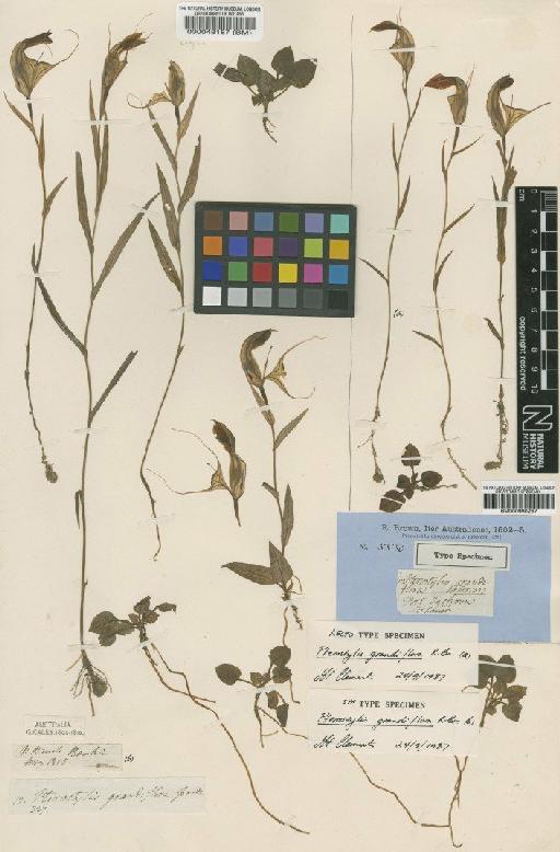 Pterostylis grandiflora R.Br. - BM000990287