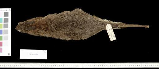 Macropus lunatus Gould, 1841 - 1841.1131_Skin_Dorsal