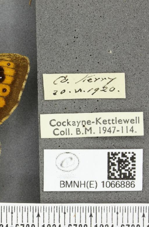 Lasiommata megera ab. quadriocellata Oberthür, 1909 - BMNHE_1066886_label_28621