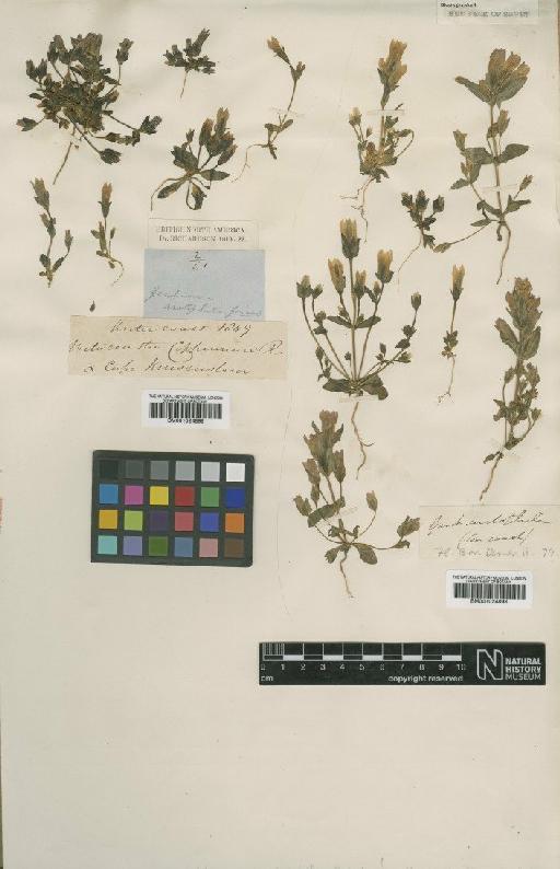 Gentianella propinqua (Richardson) J.M.Gillett - BM001024899