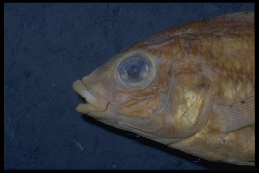 Haplochromis xenognathus Greenwood, 1957 - Haplochromis xenognathus; 1956.10.9.178-182