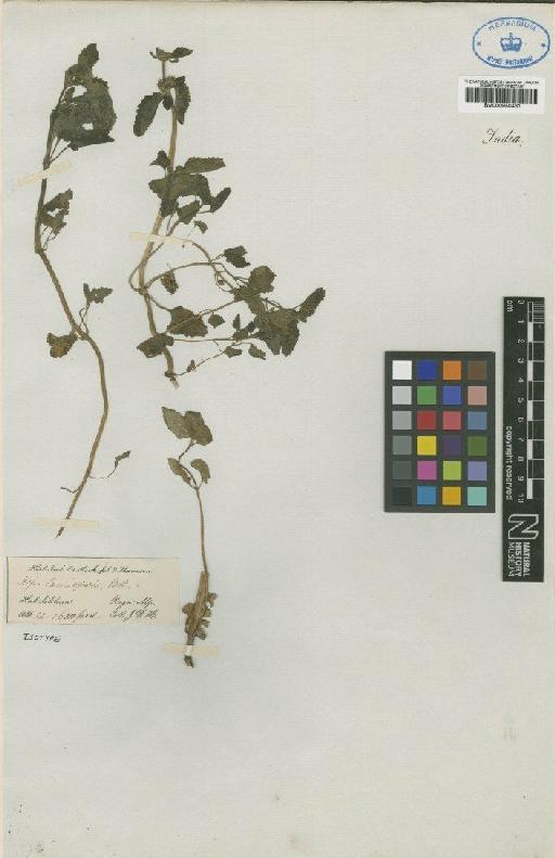 Nepeta lamiopsis Benth. ex Hook.f. - BM000950431