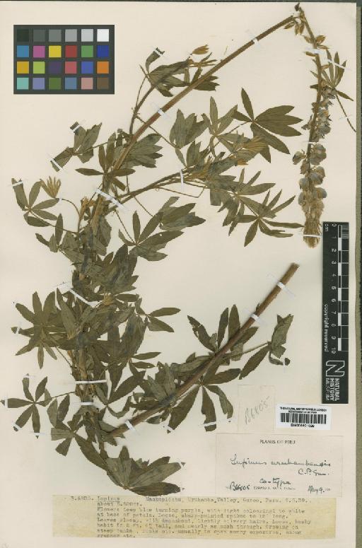 Lupinus urubambensis C.P.Sm. - BM000901029