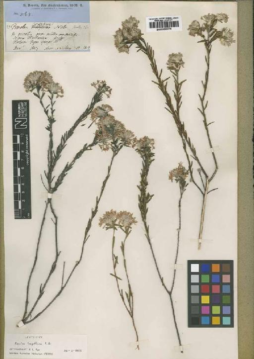 Pimelea longiflora R.Br. - BM000895078