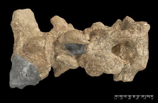 Scelidotherium leptocephalum Owen, 1840 - NHMUK PV M 3589 (1).tif