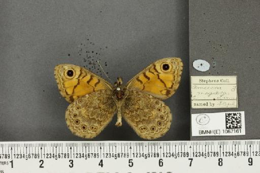 Lasiommata megera (Linnaeus, 1767) - BMNHE_1067161_32722