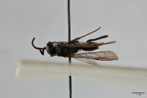 Minagenia calcarata Arnold, G., 1934 - 010824721_dorsal_habitus_angle