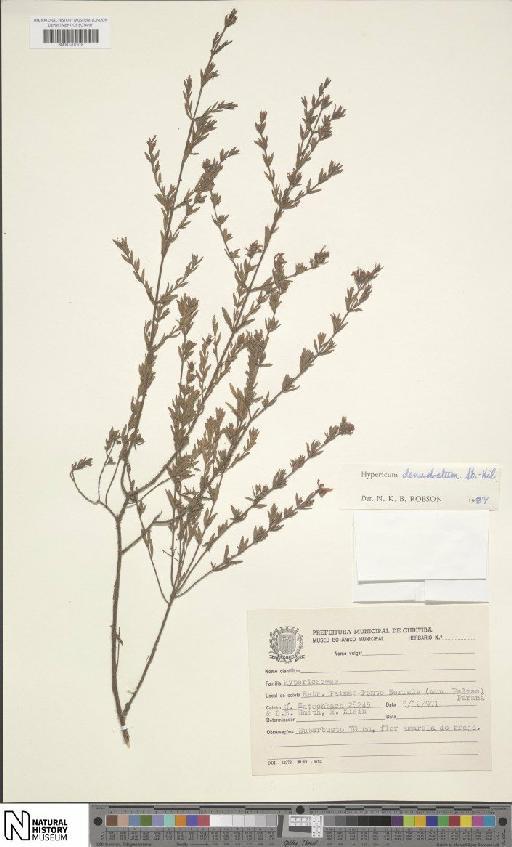 Hypericum denudatum A.St.-Hil. - BM001207318