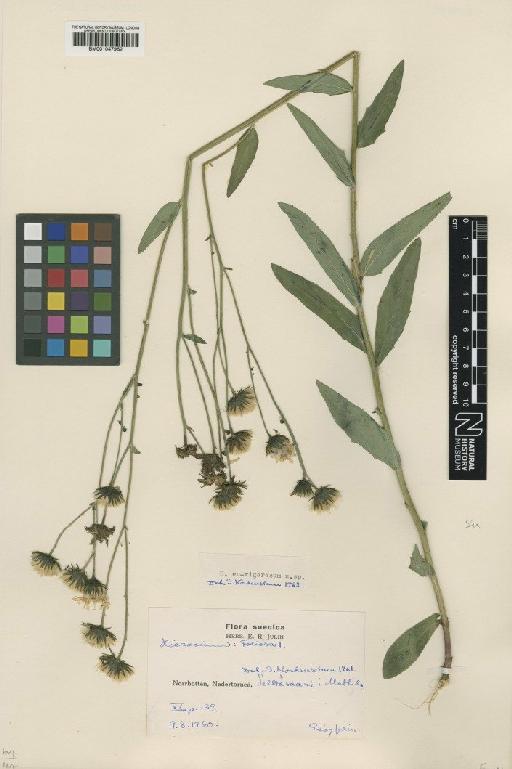 Hieracium eurigorosum Nord. - BM001047962
