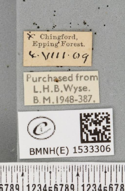 Cilix glaucata (Scopoli, 1763) - BMNHE_1533306_label_201555