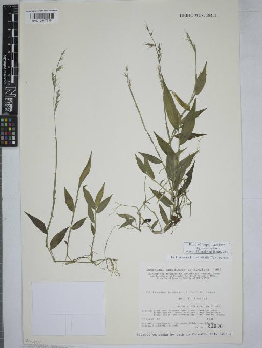 Oplismenus compositus (L.) P.Beauv. - 012547818