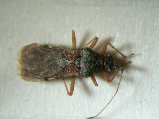 Malcus similis Stys - Hemiptera: Malcus Sim