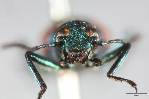 Strongylium varians Champion, 1888 - 014663317_Strongylium_varians_HT_AH