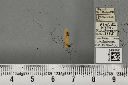 Phytobia xanthophora (Schiner, 1868) - BMNHE_1488692_52540