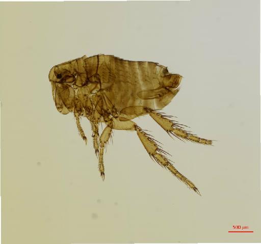 Rhopalopsyllus lugubris cryptoctenes Enderlein, 1912 - 010179151_specimen