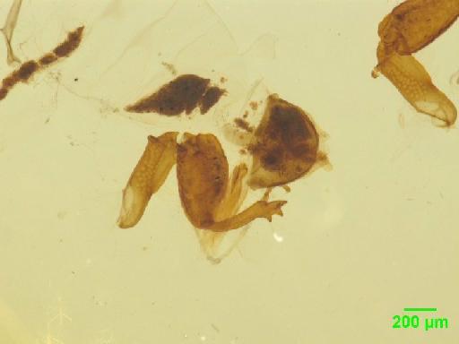 Aphodiinae Leach, 1815 - 010189660___12