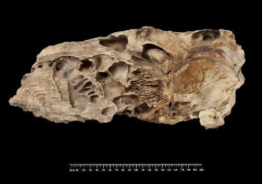 Mylodon darwinii Owen, 1840 - NHMUK PV M 8723a (2)