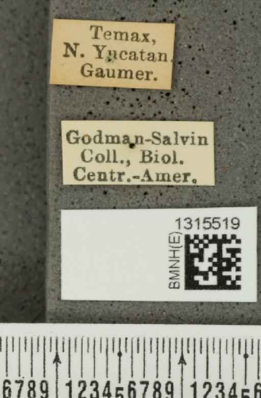 Leptinotarsa heydeni Stål, 1858 - BMNHE_1315519_label_15288