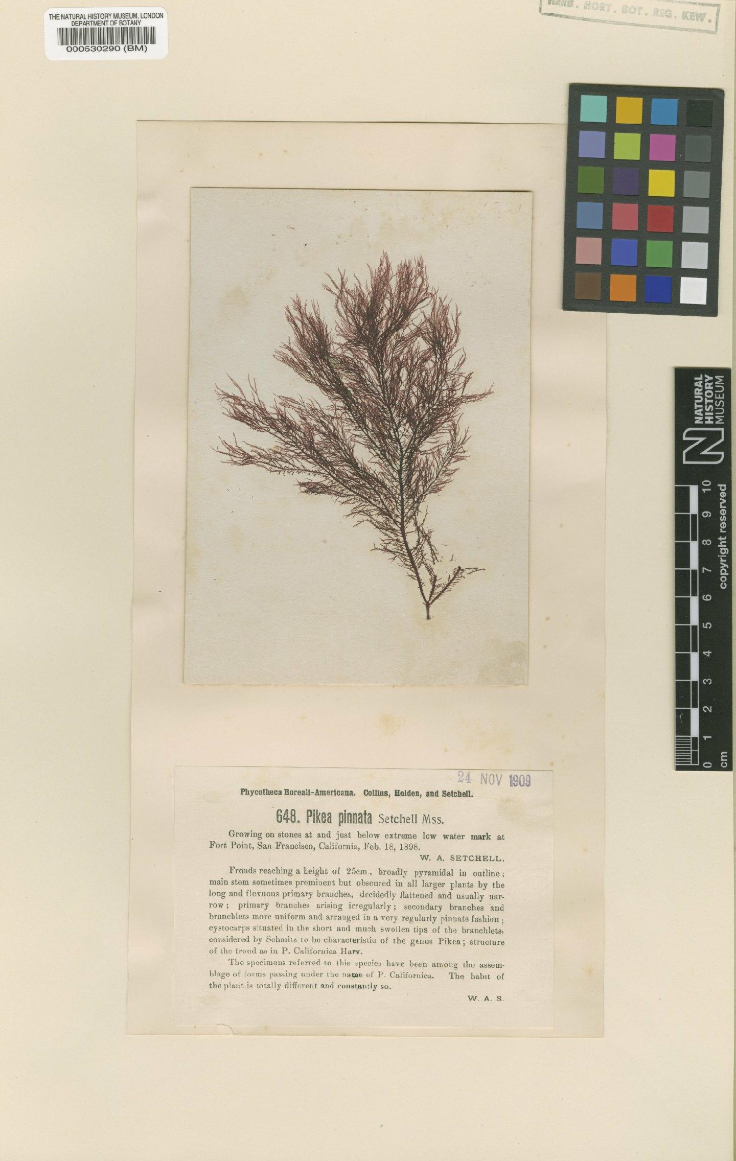 To NHMUK collection (Pikea pinnata Setch.; Syntype; NHMUK:ecatalogue:464907)