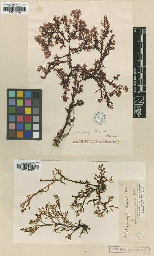 Nitospinosa pristoidea (Harv.) Womersley - BM001067394