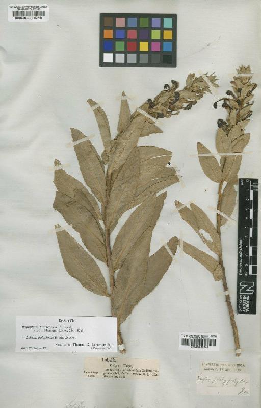 Lobelia polyphylla Hook. & Arn. - BM000947643