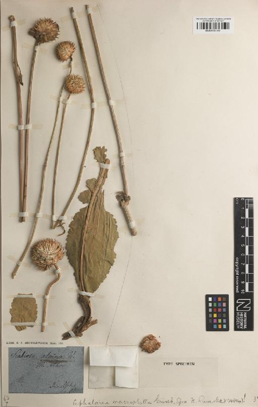 Cephalaria ambrosioides Roem. & Schult. - BM001134447
