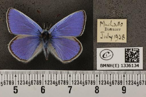 Polyommatus icarus icarus (Rottemburg, 1775) - BMNHE_1336134_143876