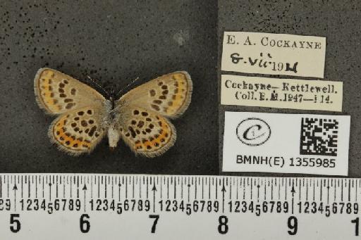Plebejus argus argus ab. basijuncta Tutt, 1909 - BMNHE_1355985_153610