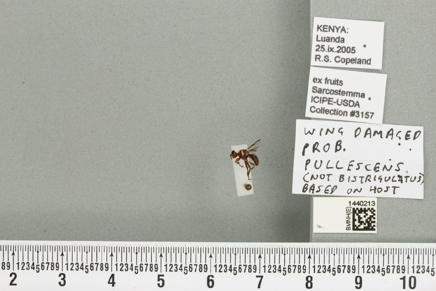 Dacus pullescens