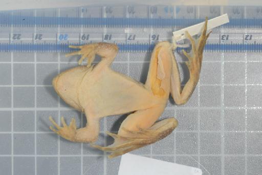Rana (Afrana) vandijki Visser and Channing,  1997 - Image of specimen 1996.89