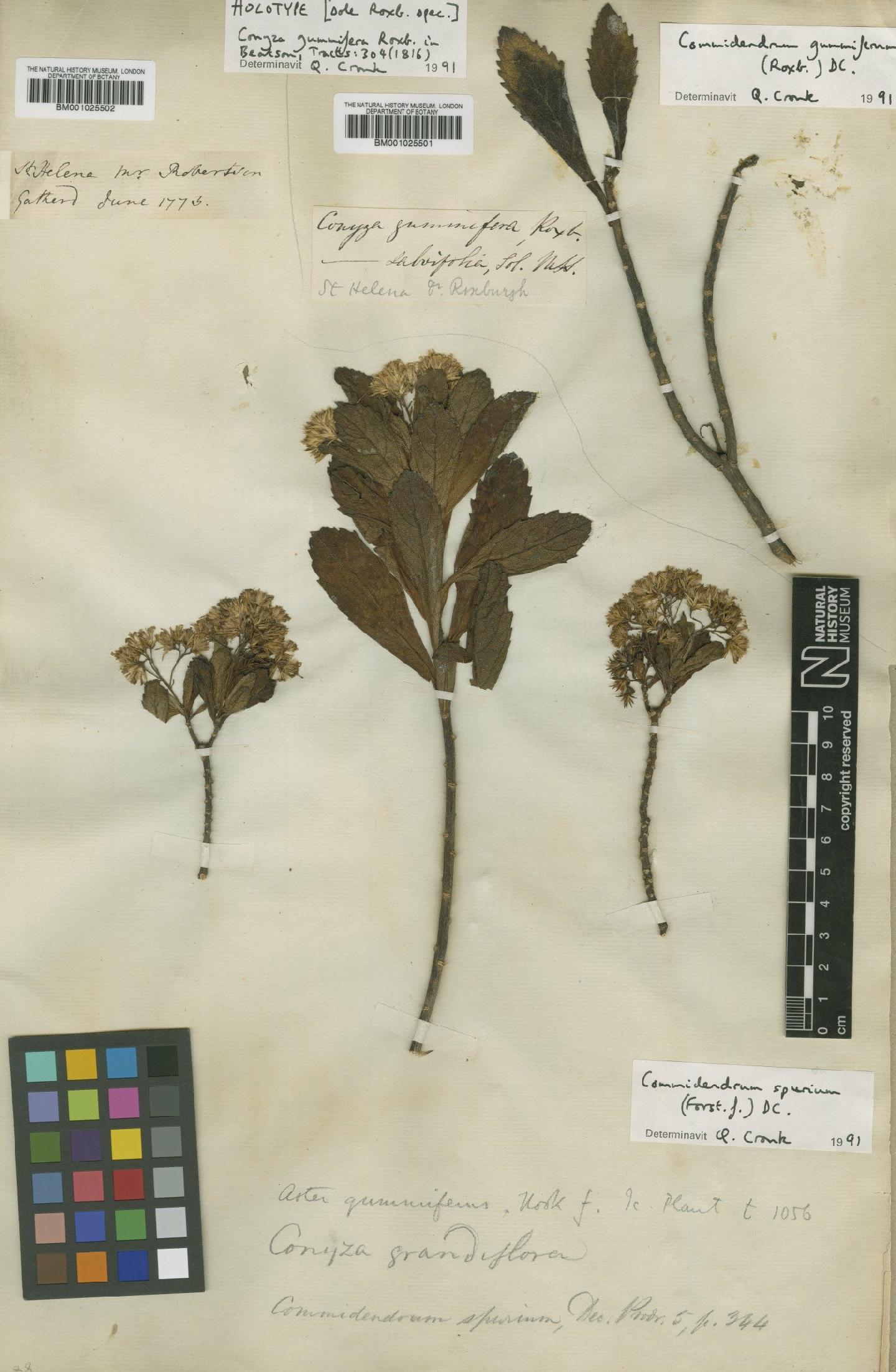 To NHMUK collection (Commidendrum gummiferum (Roxb.) DC.; Holotype; NHMUK:ecatalogue:1123617)