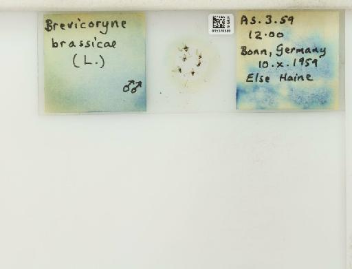 Brevicoryne brassicae Linnaeus, 1758 - 015370380_112582_1093424_157717_NoStatus