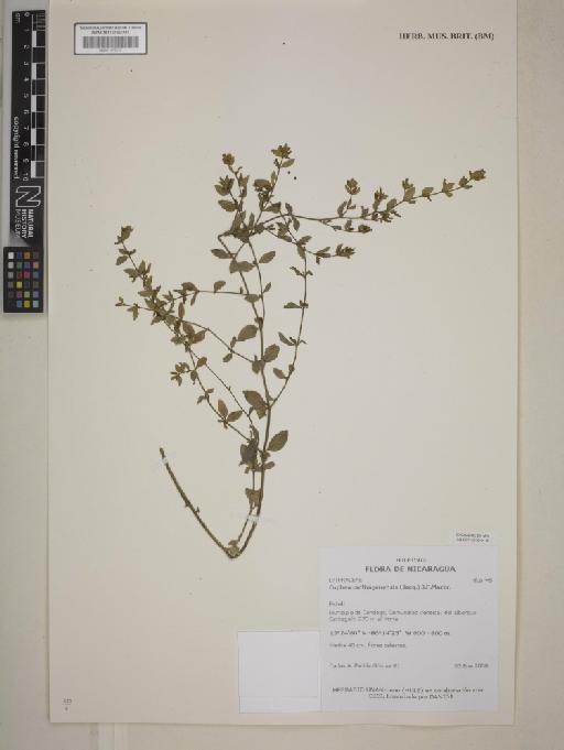 Cuphea carthagenensis (Jacq.) J.F.Macbr. - 001172343