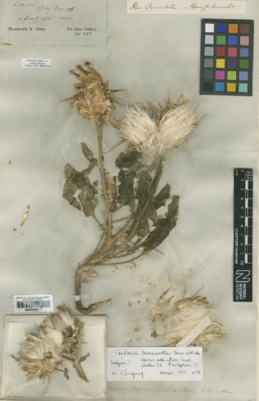 Centaurea deinacantha Hausskn - BM000906217