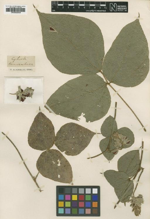 Rhynchosia hirta (Andrews) Meikle & Verdc. - BM000958654