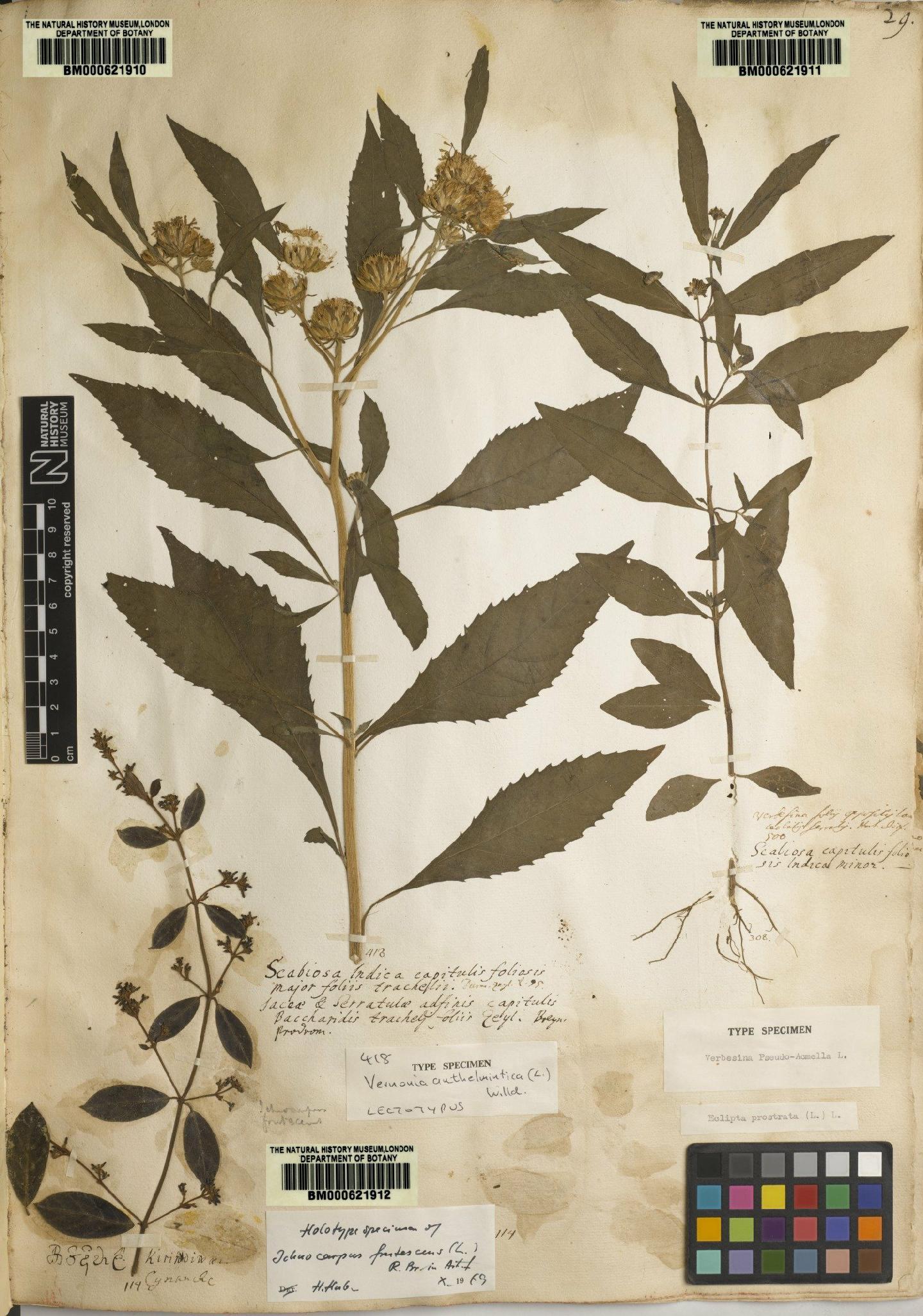 To NHMUK collection (Conyza anthelmintica L.; Lectotype; NHMUK:ecatalogue:4705856)