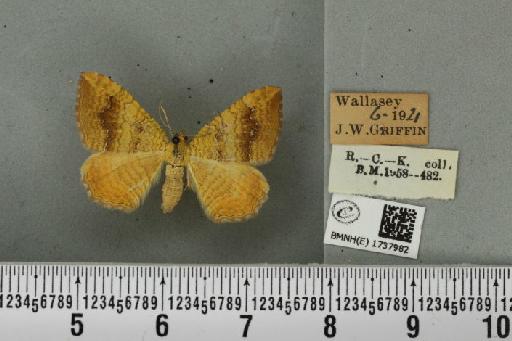 Camptogramma bilineata bilineata ab. infuscata Gumppenberg, 1890 - BMNHE_1737982_314191