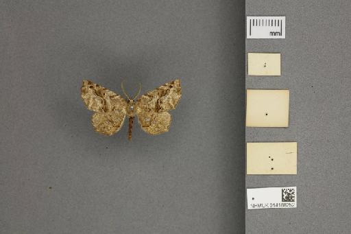 Selenia asteria Druce, 1892 - 014188252_ventral_labels