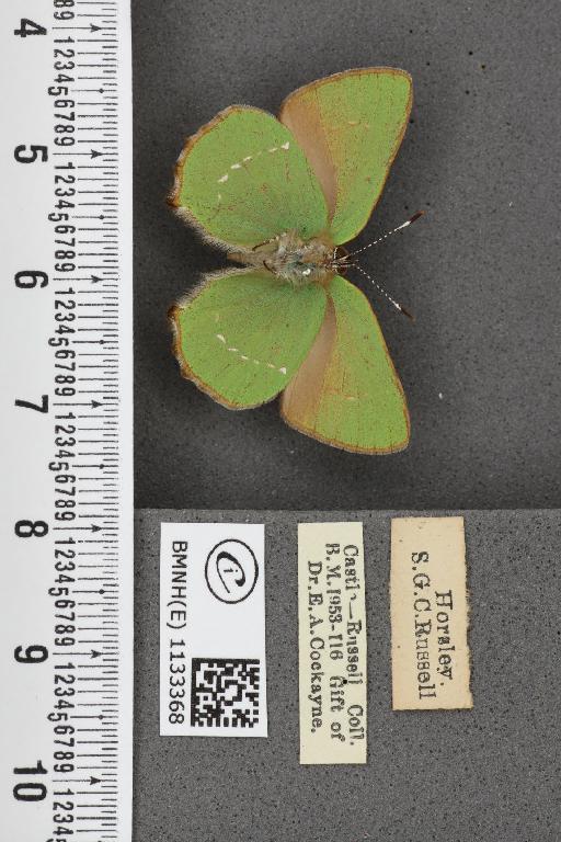 Callophrys rubi ab. inferopunctata Tutt, 1907 - BMNHE_1133368_97449