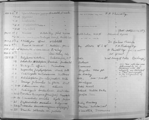 Megascolex porphyrozonus - Zoology Accessions Register: Annelida & Echinoderms: 1924 - 1936: page 25