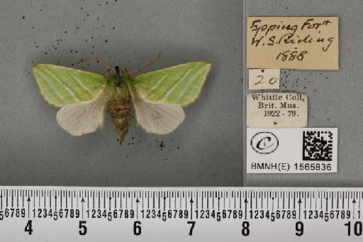 Pseudoips prasinana britannica (Warren, 1913) - BMNHE_1565836_293943