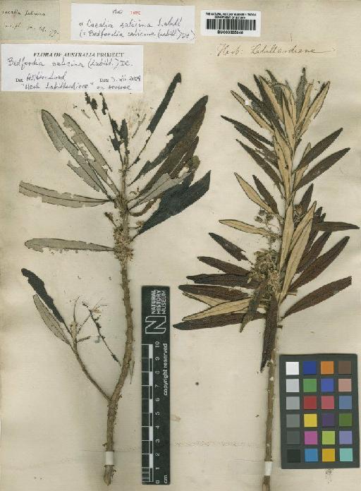 Bedfordia salicina (Labill.) DC. - BM000895646