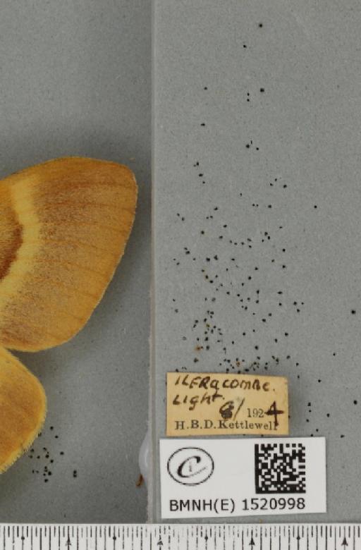 Lasiocampa quercus quercus (Linnaeus, 1758) - BMNHE_1520998_label_194380