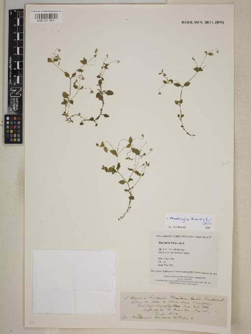 Moehringia trinervia (L.) Clairv. - BM013414851